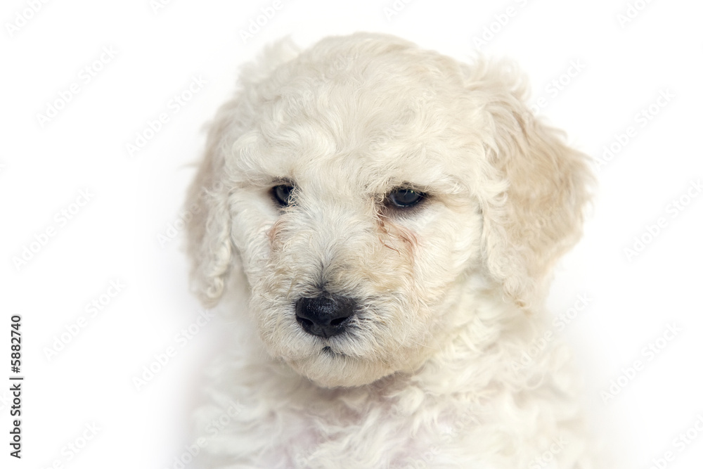 Jeune chiot - Caniche royal blanc Jeune chiot - Caniche royal blanc