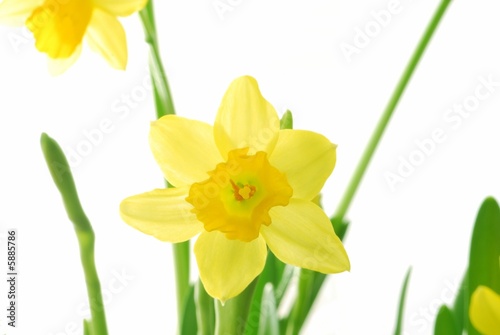 Bunch of yellow spring daffodils against white background