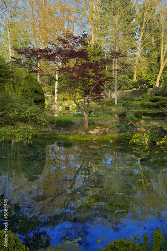 Courances,parc du chateau : jardin ,japonais