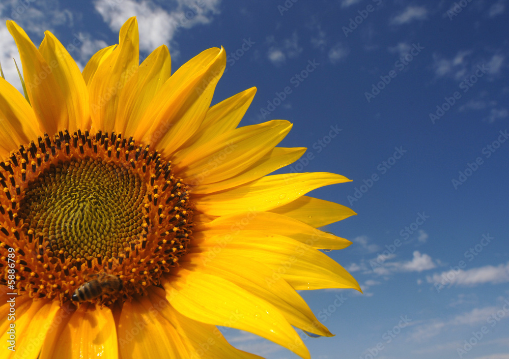 Obraz premium Sonnenblume vor blauen Himmel