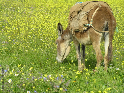 Esel im Blumenmeer