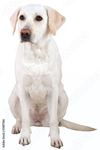 White labrador retriever isolated on white background