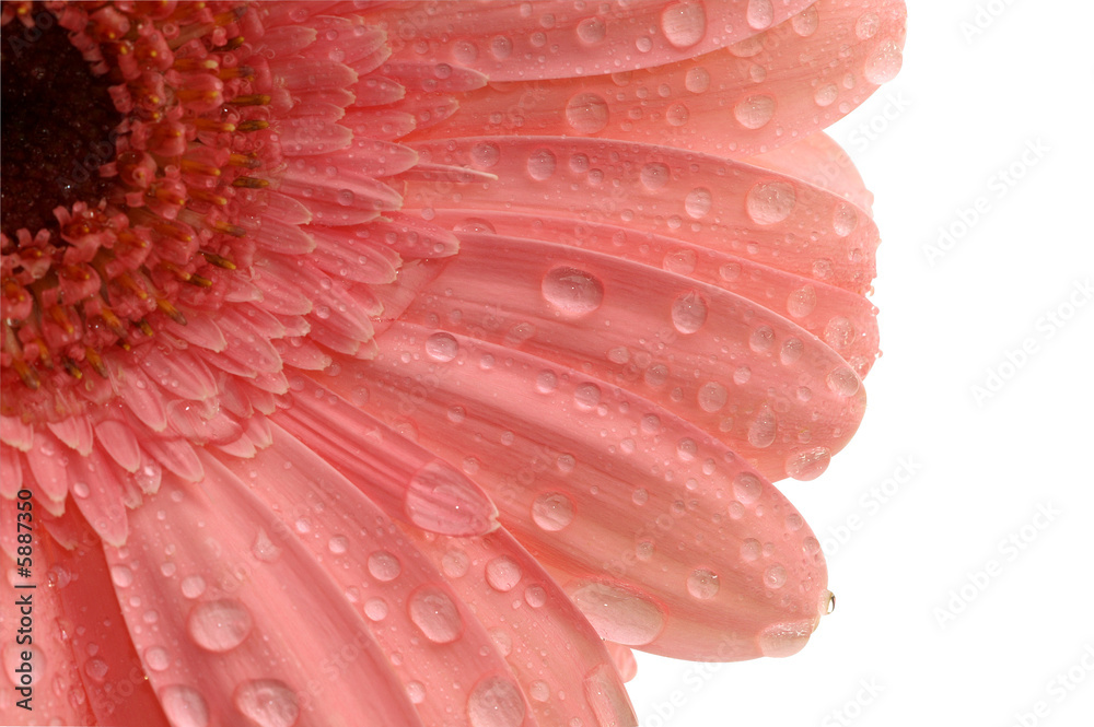 pink gerbera with a water drops isolated with a Path pink gerbera with a water drops isolated with a Path