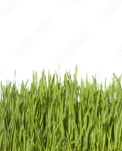 Erba verde e fresca