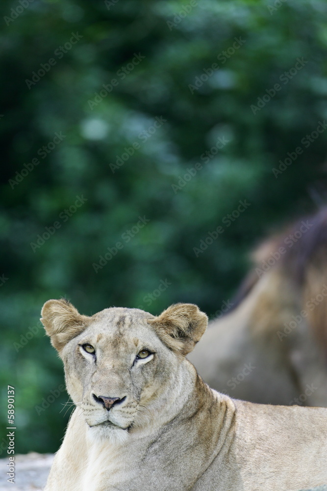 Obraz premium African Lions