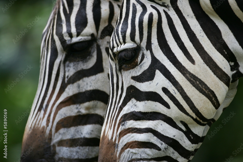 Naklejka premium Zebra