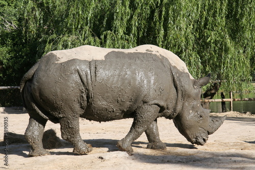 Rhinoceros after mud bath