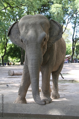 Elephant in the zoo in Buenos Aires