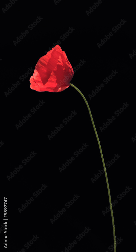 Coquelicot Coquelicot
