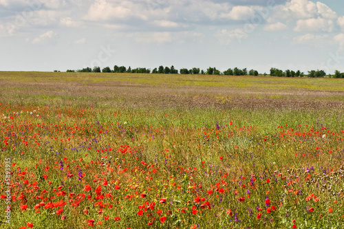 nature series: red wild poppy spring field