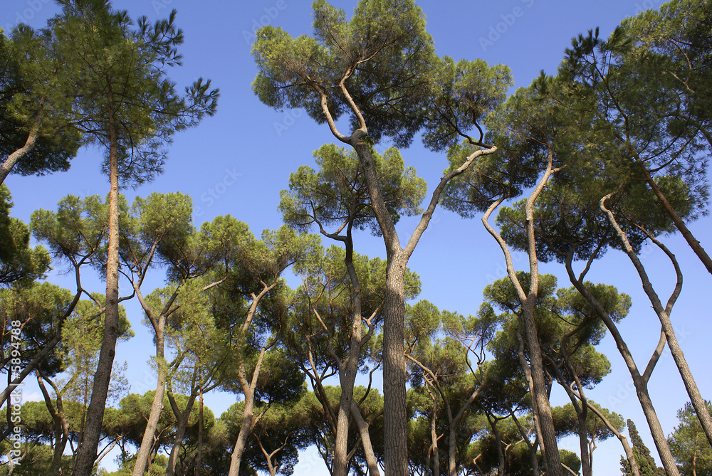 Pinien StockFoto Adobe Stock