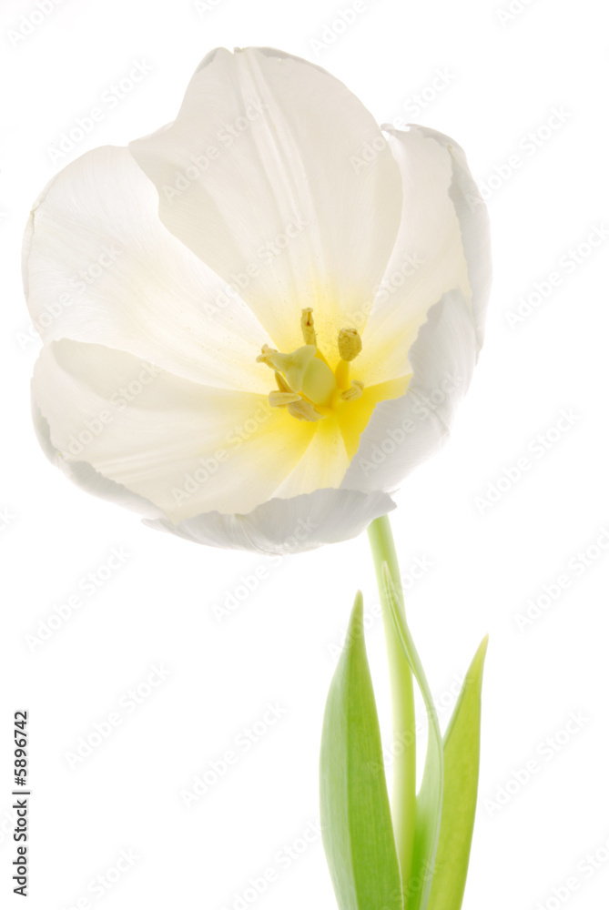 Fototapeta premium white tulip against white background