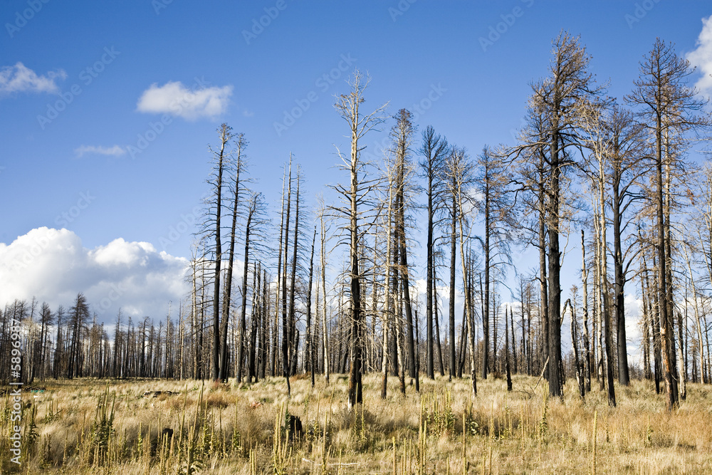Forest Fire - Kaibab National Forest Arizona USA (AC) Forest Fire - Kaibab National Forest Arizona USA (AC)
