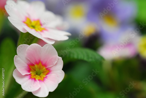 pink primula flowers