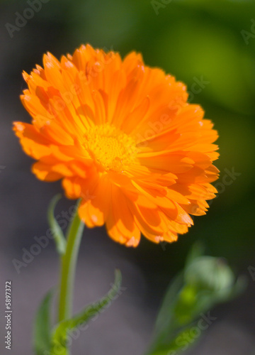 orange flower close-up.Orange pot marigold  
