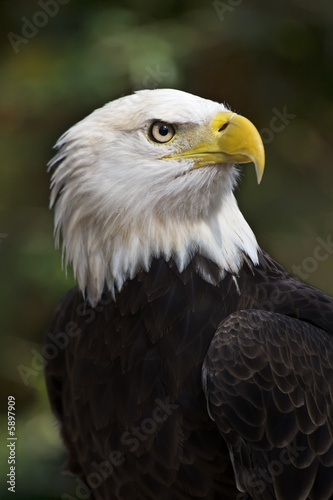Bald Eagle (Haliaeetus leucocephalus) 