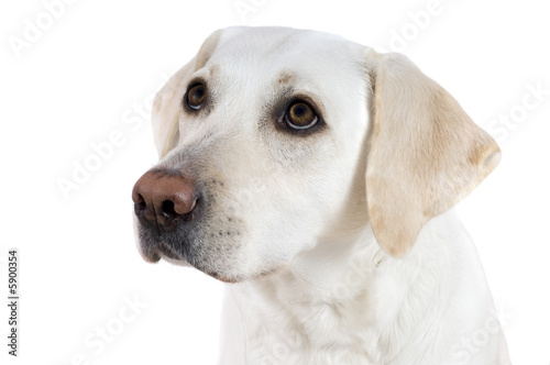 Devotedly looking white labrador retriever