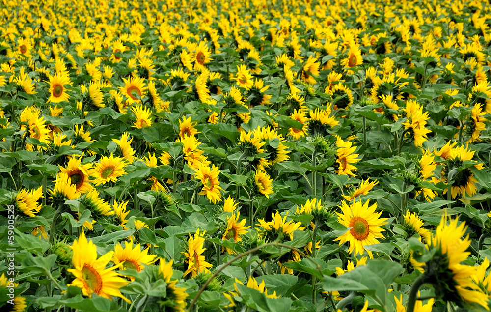 girasoli nel vento girasoli nel vento