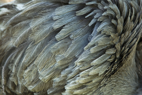 emeu : plumes