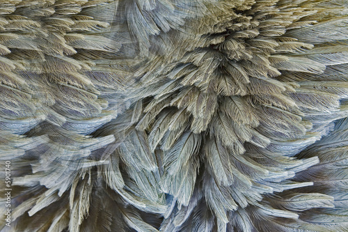 emeu : plumage
