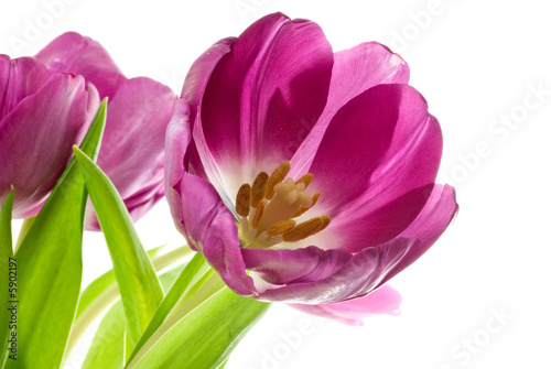 lilac tulips isolated on white