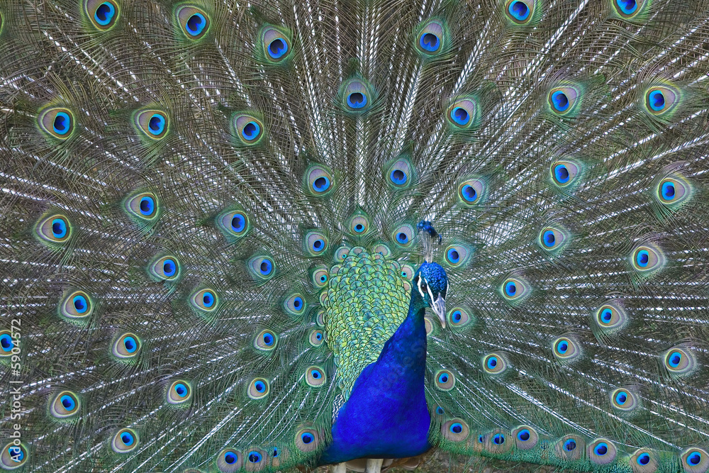 Obraz premium paon : plumage