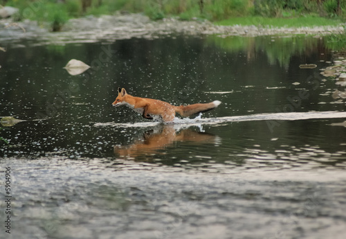 Running fox  in the river