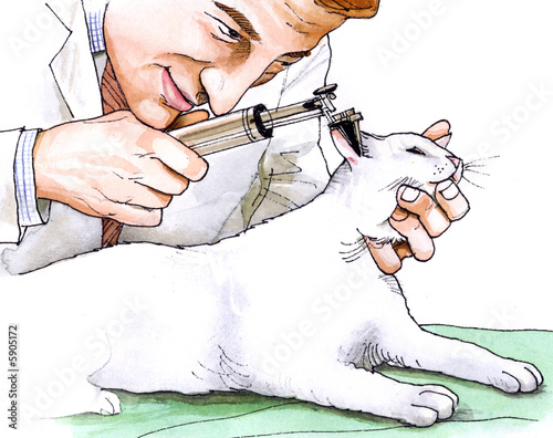 A young veterinarian looking at a cat's ear photo