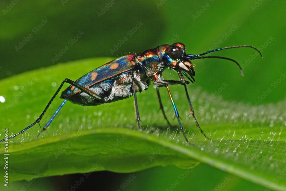 colorful insect and leaf in the gardens