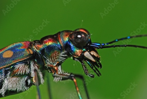 colorful insect in the gardens © Wong Hock Weng