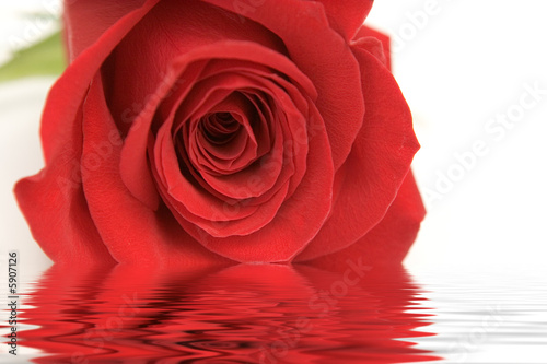 Single red rose reflected in rippling water.