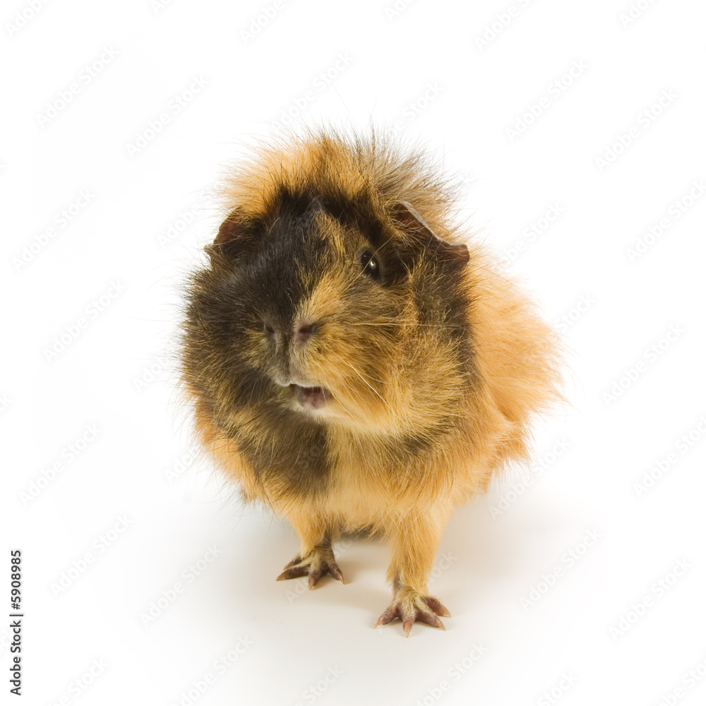 Fototapeta premium Guinea pig