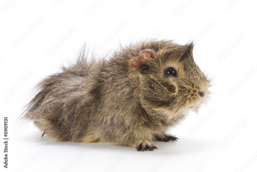 Guinea pig Guinea pig