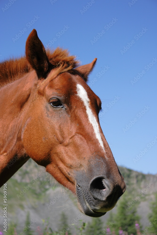 Horse Horse