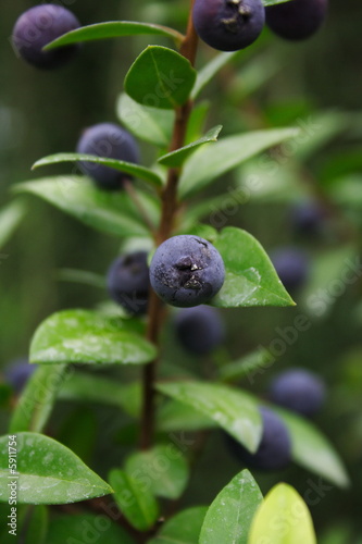 Mirto