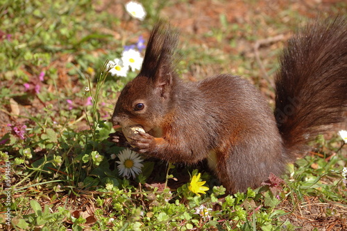 Eichhörnchen