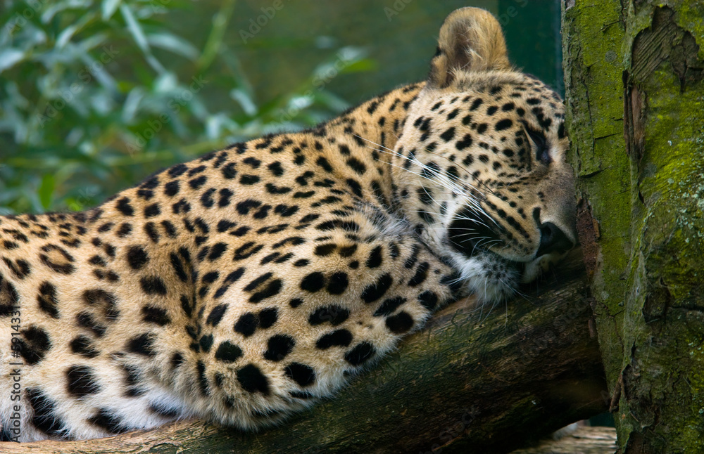 leopard tree leopard tree