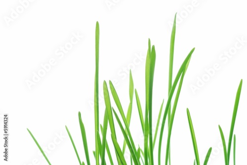 Close-up of fresh green straws against white background