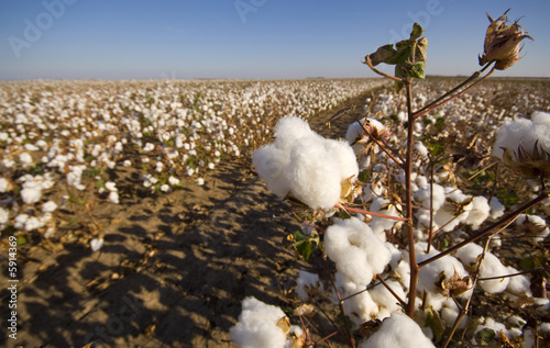 Cotton Field at Harvest © Michael Flippo