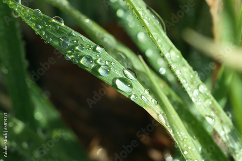 Close-up of a grass leaf with many shining droplets