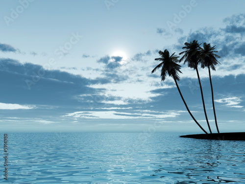palm trees in a moonlight at night photo