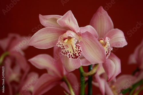 Blume Orchide