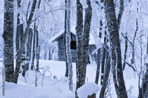 Hütte im Wald