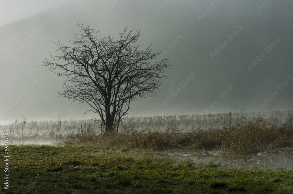 tree tree