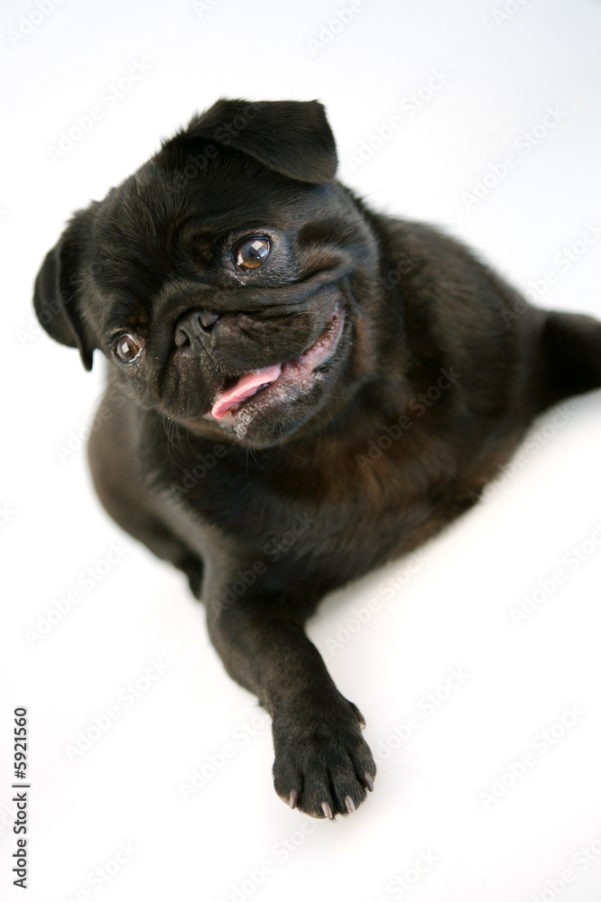 Obraz premium Black Pug Puppy