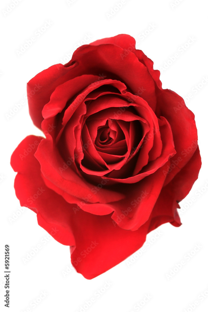 Red Rose Red Rose