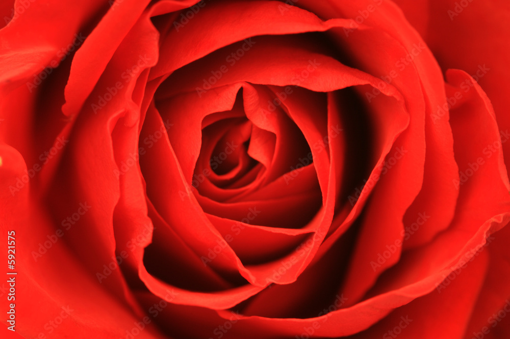 Red Rose Red Rose