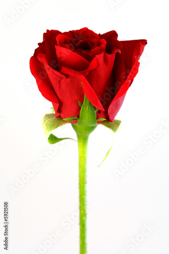 Red Rose photo