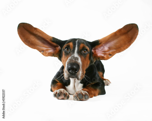 a basett hound with flapping ears