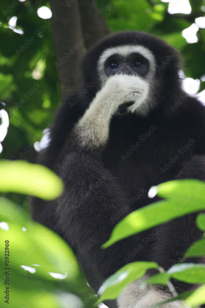 Obraz premium White Handed Gibbon